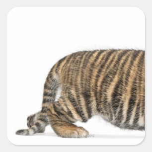 Sticker Carré Petit animal de tigre de Sumatran 2