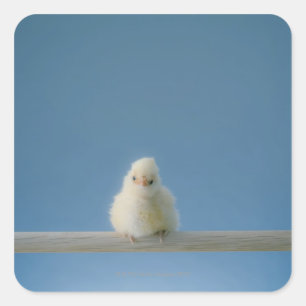 Sticker Carré Petit bébé solitaire Animaux de compagnie Poulet a