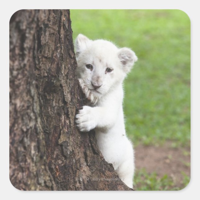 Sticker Carré Petit lion blanc caché derrière un arbre. (Devant)