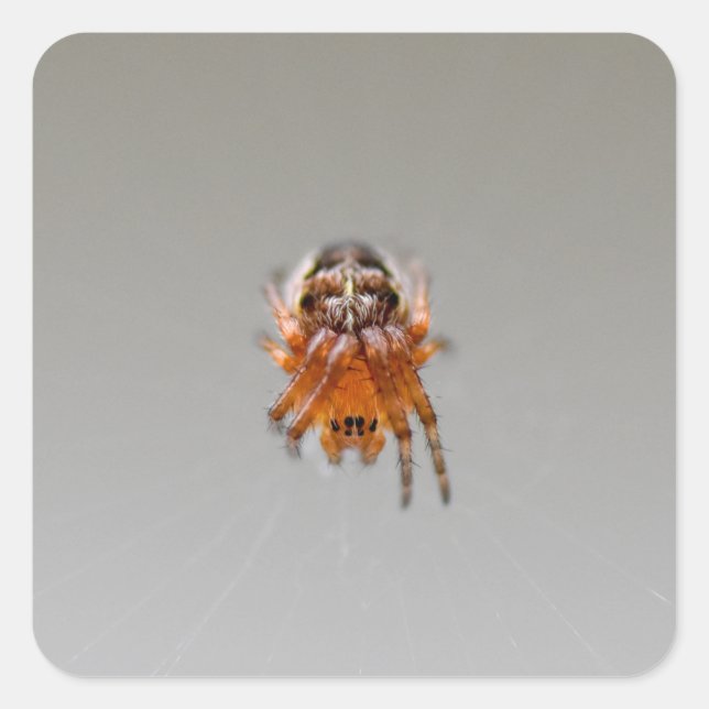 Sticker Carré Petite araignée orange mignonne (Devant)