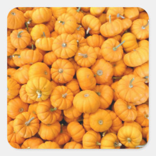 Sticker Carré Petits Citrouilles de récolte de automne orange