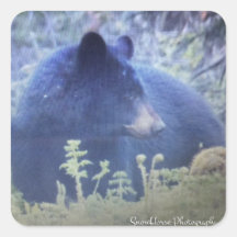 Phantom L'Ours Noir