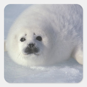Sticker Carré Phoque du Groenland (Phoca groenlandica) Un phoque