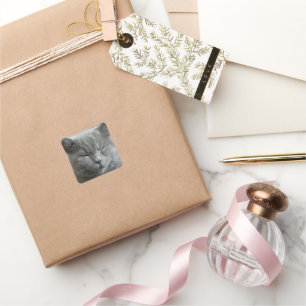 Sticker Carré Photo Cute Gray Kitty Visage