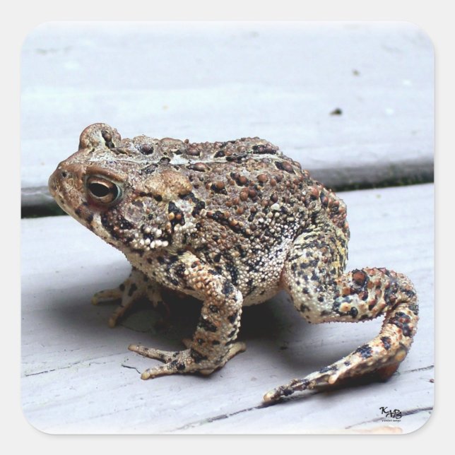 Sticker Carré Photo de crapaud de grenouille (Devant)