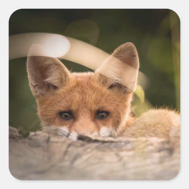 Sticker Carré Photo de Cute Little Orange Fox (Devant)