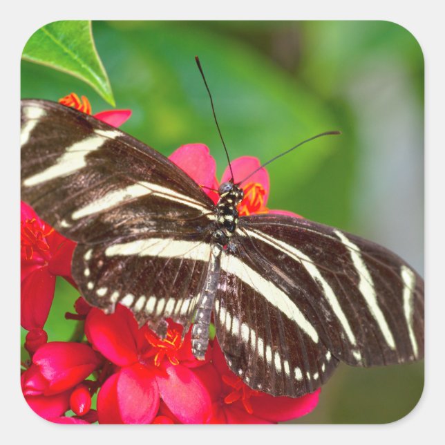 Sticker Carré Photo de la nature du papillon Zèbre (Devant)