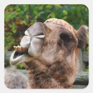 Sticker Carré Photo drôle d'animal de faune de chameau