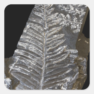 Sticker Carré Photo Feuille de fougère fossilisée sur Black