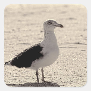 Sticker Carré Photo Seagull sur la plage de Coney Island