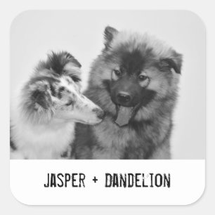 Sticker Carré Photo simple et moderne personnalisée pour animau