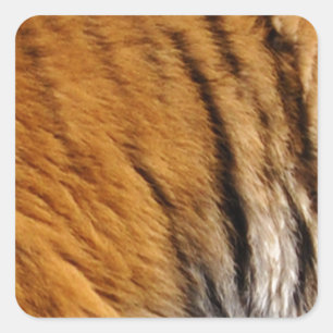 Sticker Carré Photo Tiger Stripes Big Cat Wildlife