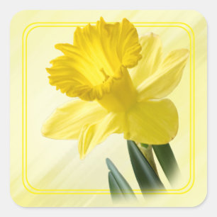 Sticker Carré Photographie florale Daffodile Jaune Nature Pic