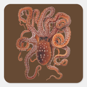 Sticker Carré Pieuvre Macropus, Animaux Aquatiques Marins Vintag