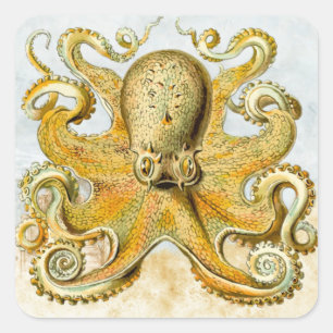 Sticker Carré Pieuvre marine peinte calmar Kraken