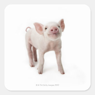 Sticker Carré Pig debout en regardant