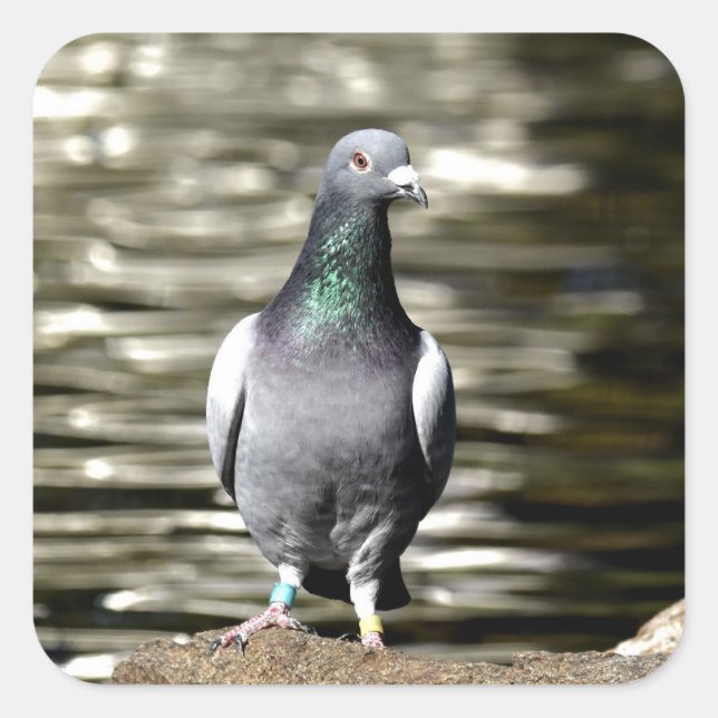 Sticker Carré Pigeon (Devant)
