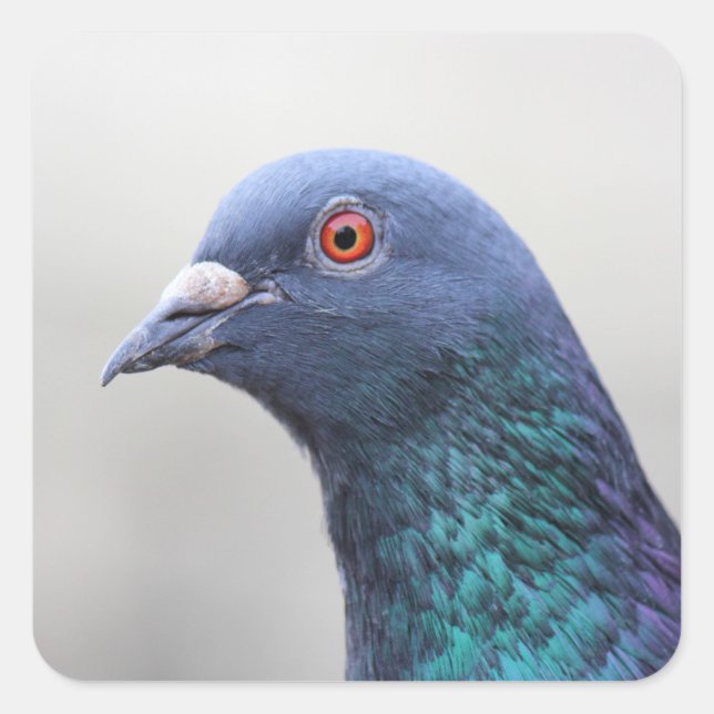 Sticker Carré Pigeon aléatoire (Devant)
