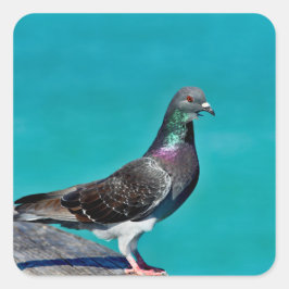 Sticker Carré Pigeon Avec Vue