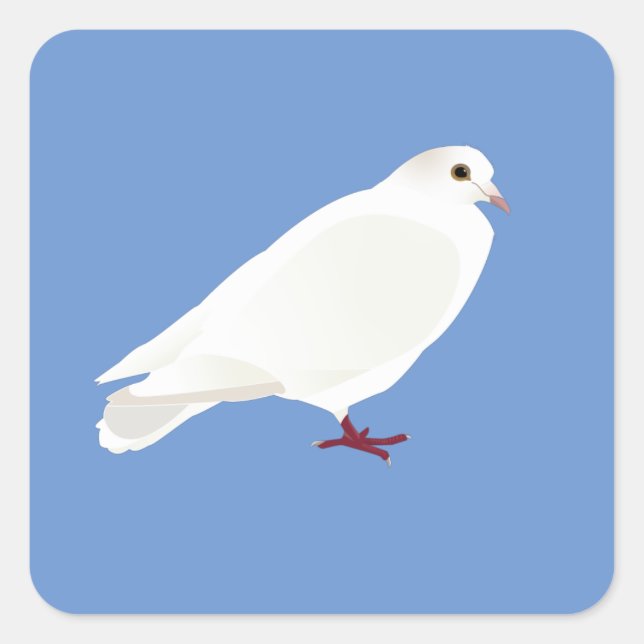 Sticker Carré Pigeon blanc (colombe) (Devant)