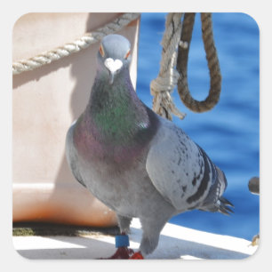 Sticker Carré Pigeon voyageur