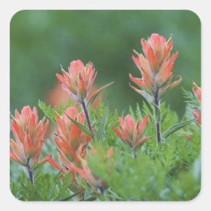 Sticker Carré Pinceau indien, Castilleja miniata, Ouray,