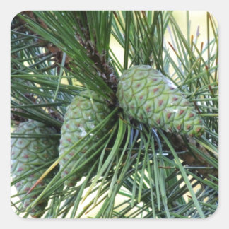 Sticker Carré Pine de Vacances