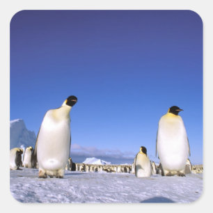 Sticker Carré Pingouin   Antarctique, péninsule Antarctique