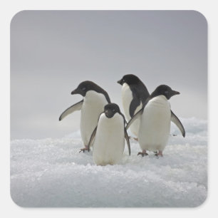 Sticker Carré Pingouins d'Adelie sur des écoulements de glace