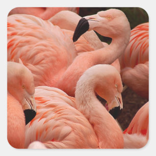 Sticker Carré Pink flamingos