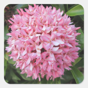 Sticker Carré Pink Ixora Flower