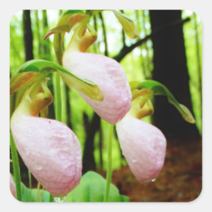 Sticker Carré Pink Lady Slipper sauvage orchidée