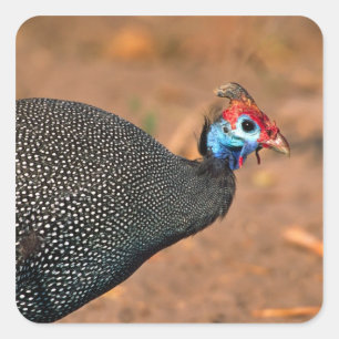Sticker Carré Pintade huppée (Numida meleagris). Afrique,