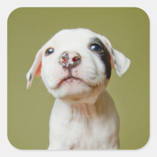 Sticker Carré Pit Bull With Black Spotted Eye