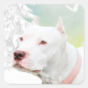 Sticker Carré Pitbull blanc en hiver