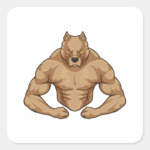 Sticker Carré Pitbull comme Bodybuilder extrême