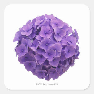 Sticker Carré Plan rapproché de boule d'hortensia