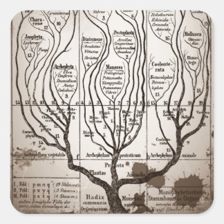 Sticker Carré Plantae Protista Animalia