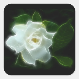 Sticker Carré Plante à fleurs de Gardenia blanc
