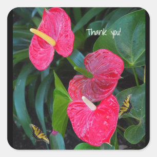 Sticker Carré Plante Anthurium du Coeur Rouge