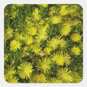 Sticker Carré Plante de glace dorée Fleurs jaunes