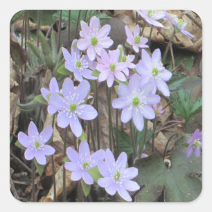 Sticker Carré Plante Fleur sauvage Hepatica