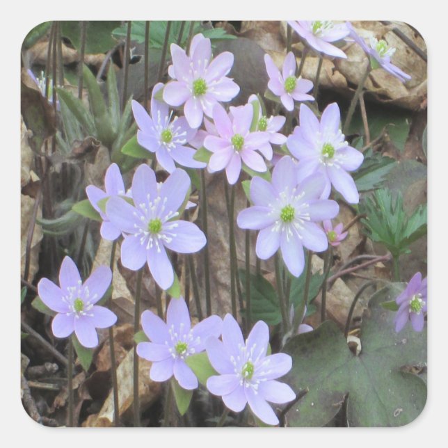 Sticker Carré Plante Fleur sauvage Hepatica (Devant)