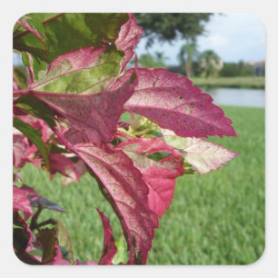 Sticker Carré Plante Hibiscus "Fire and Ice"