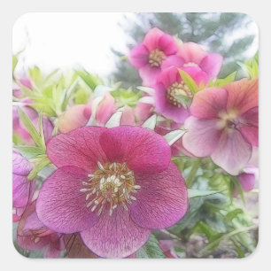 Sticker Carré Plantes pérennes - Hellebore pourpre