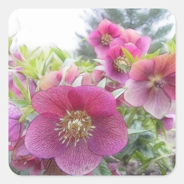 Sticker Carré Plantes pérennes - Hellebore pourpre (Devant)