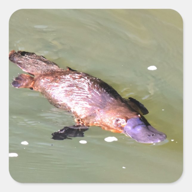 STICKER CARRÉ PLATYPUS DANS L'EAU EUNGELLA AUSTRALIE (Devant)