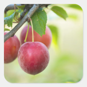 Sticker Carré Plum cerise sur branche