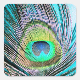 Sticker Carré Plume de paon sur Turquoise