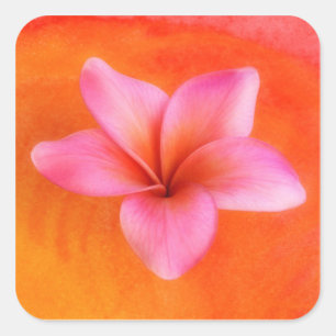 Sticker Carré Plumeria Frangipani Hawaii Flower Customized Blank
